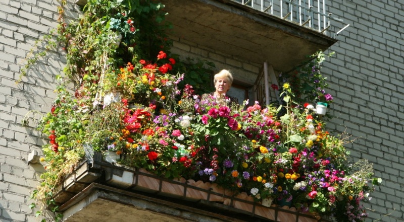 Жителям Петропавловска предлагают принять участие в конкурсе «Камчатка в цветах»