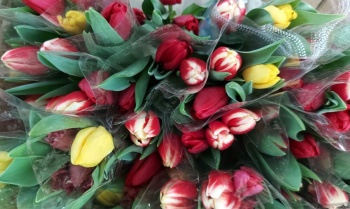 В преддверии женского праздника в краевой столице покупают камчатские тюльпаны