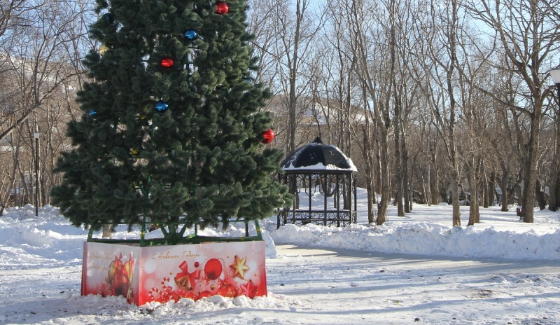 8 «зеленых красавиц» появятся в различных районах Петропавловска-Камчатского в канун Нового года