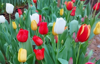 К весеннему празднику в краевой столице вырастили 40 тысяч тюльпанов