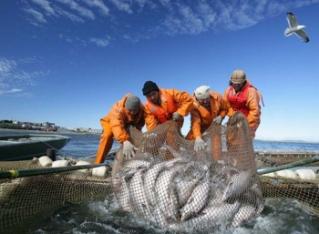 Более 380 тыс. тонн тихоокеанских лососей планируется выловить на Камчатке в 2023 году