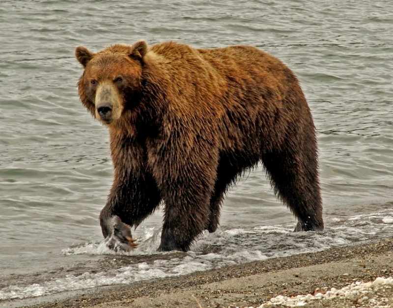 Фото камчатский бурый медведь 5 класс учебник по русскому