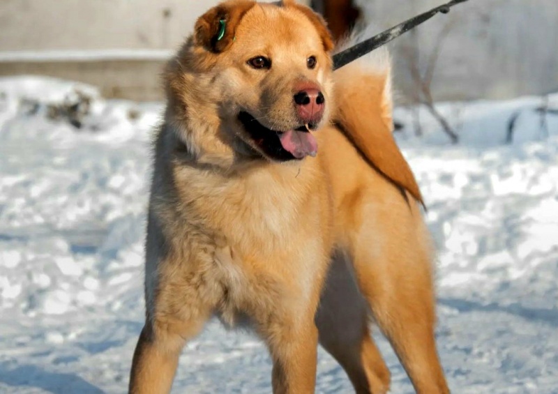 В краевой столице продолжается работа по отлову животных без владельцев