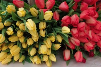 Порядка 27 тысяч тюльпанов выращено в городской оранжерее в преддверии 8 Марта