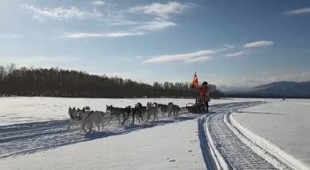 Завершается подготовка к традиционной гонке на собачьих упряжках «Берингия»