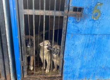В Петропавловске-Камчатском продолжается работа по отлову животных без владельцев