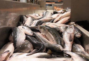 В магазинах города можно купить рыбу по социальной цене