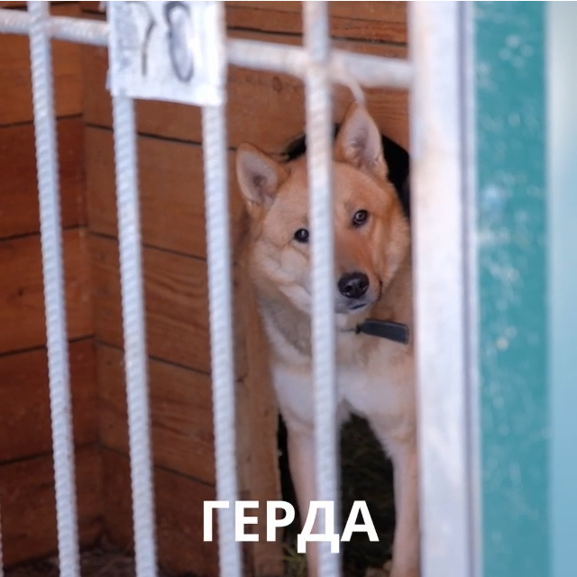 Новый  выпуск рубрики "ВЕРНОЕ СЕРДЦЕ" посвящён собаке по кличке Герда.