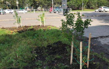 Несколько дворов краевой столицы украсили молодые деревья и кустарники