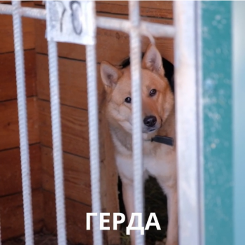Новый  выпуск рубрики "ВЕРНОЕ СЕРДЦЕ" посвящён собаке по кличке Герда.