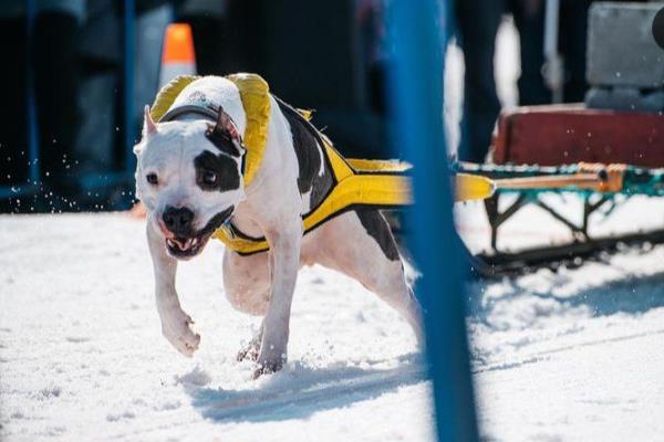 Стафордширский терьер стал самой сильной собакой «Снежного пути – 2021»
